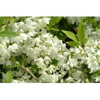Pflanzen Für Dich Philadelphus 'Manteau d'Hermine', Duftjasmin, weiß, 40–60