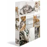 HERMA Animals Katzen Ringbuch 2-Ringe Motiv