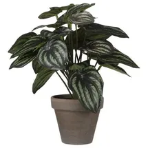 Mica decorations - Mica Kunstpflanze Peperomia Dunkelgrün, 24 X 23 Cm Kunstpflanzen
