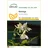 SAFLAX - Moringa - 10 Samen - Moringa oleifera