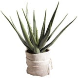 CASANOVA casa NOVA Kunstpflanze, H 70 cm - Aloe Vera