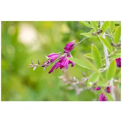 Lespedeza thunbergii, 60–100 cm, rosa Blüten, buschig