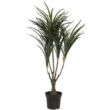 Europalms Dracena, grün-rot, 90cm