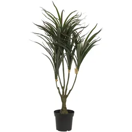 Europalms Dracena, grün-rot, 90cm