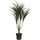 Europalms Dracena, grün-rot, 90cm
