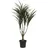 Europalms Dracena, grün-rot, 90cm