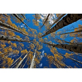 Papermoon Fototapete »Photo-Art VERDON, ASPEN'S Fall bunt