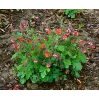 Pflanzen Für Dich Geum rivale 'Flames of Passion', ca.