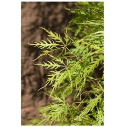 Acer palmatum 'Dissectum Viridis', Grüner Fächerahorn, 30–40 cm