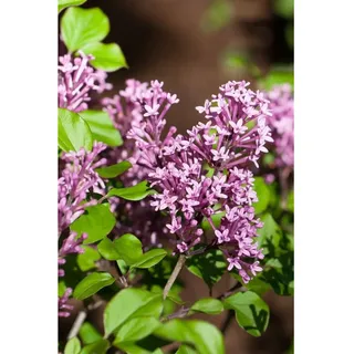 Pflanzen Für Dich Syringa meyeri 'Palibin', Zwergflieder, lila Blüten, 125 cm Stammhöhe