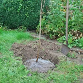 Siena Garden Wühlmauskorb Lebendfalle Ø 60 cm Höhe 70 cm