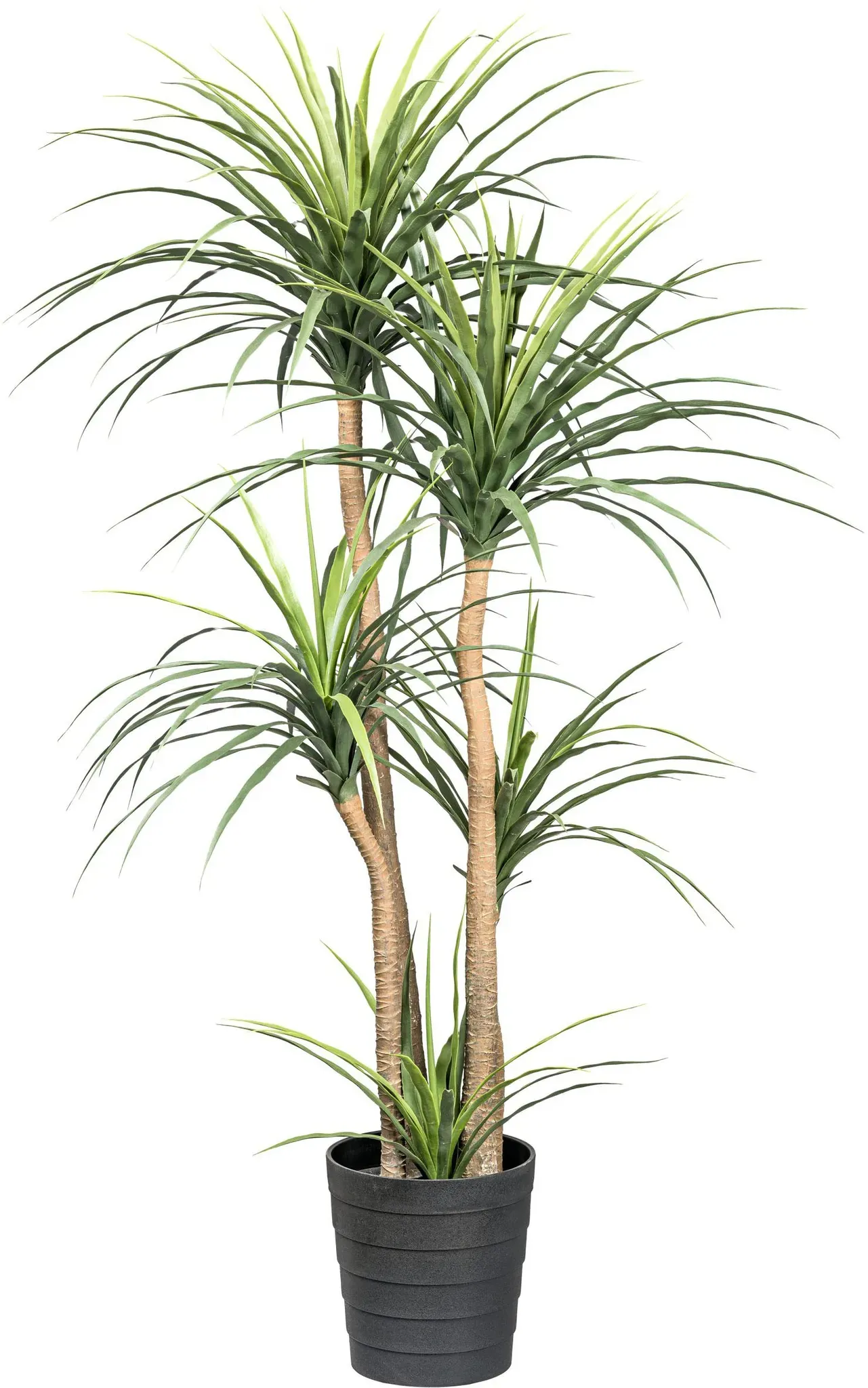 Creativ green Kunstpflanze »Dracaena«, auf 5 Stämmen Creativ green grün