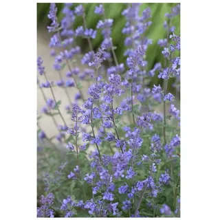 Pflanzen Für Dich Nepeta x faassenii 'Senior' Katzenminze, blauviolett, ca. 9x9 cm Topf