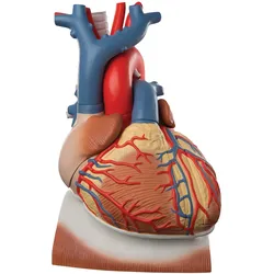 Herzmodell mit Zwerchfell, 3-fache Größe, 10-teilig - 3B Smart Anatomy