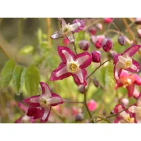 Pflanzen Für Dich Epimedium alpinum, Elfenblume, ca. 9x9 cm