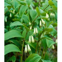 Pflanzen Für Dich Polygonatum x hybridum 'Weihenstephan', Salomonssiegel, ca.