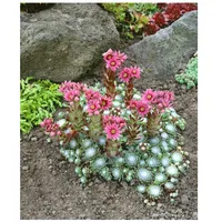 Pflanzen Für Dich Sempervivum arachnoideum 'Rheinkiesel', ca. 9x9 cm