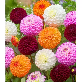 BALDUR Garten Blumenzwiebeln Dahlien-Mix 'Pompon', Sommerblüher, lange Blütezeit, pflegeleicht bunt