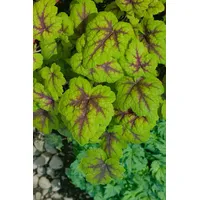 Pflanzen Für Dich Heucherella 'Stoplight', Schaumglöckchen, gelb-rot, ca. 9x9