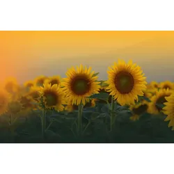 Fototapete PAPERMOON "SONNENBLUMEN-ANEMONE MAKRO ABSTRAKT KUNST WIESE PFLANZE", bunt, B:3,50m L:2,60m, Vlies, Tapeten