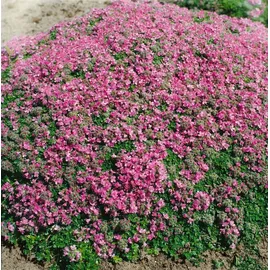 Pflanzen Für Dich Thymus Praecox Minor Teppich-Thymian Aromatisch Ca. 9x9 cm Topf