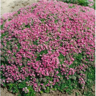 Pflanzen Für Dich Thymus Praecox Minor Teppich-Thymian Aromatisch Ca. 9x9 cm Topf
