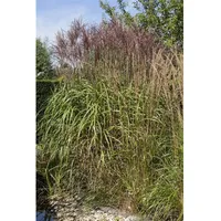 Pflanzen Für Dich Phragmites australis, Schilfrohr, ca. 9x9 cm