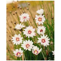 Pflanzen Für Dich Catananche caerulea 'Alba', weiße Blüten, ca.