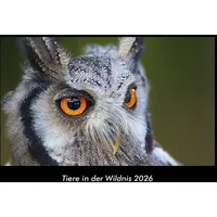 Vero Kalender Tiere in der Wildnis 2026 Fotokalender DIN