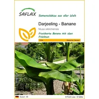 SAFLAX - Darjeeling - Banane - Musa sikkimensis