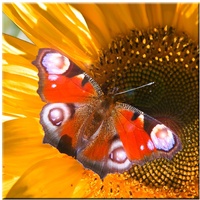 EGLO LED-Bild Schmetterling Wand Dekoration Bild Licht Leuchtbild Leinwand