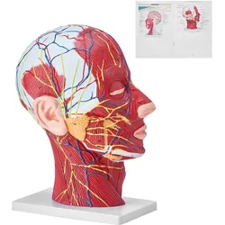 VEVOR Gefäßmodell des Kopfes Menschliche Anatomie Gehirn Modell 225 x 115 x 281 mm, Anatomie Skelett Halbzerlegtes Modell, Modell des Stamms für Schulungen, Werkzeuge, Medizinische Lernbedarf