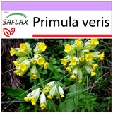 Saflax - - 100 Samen - Primula veris