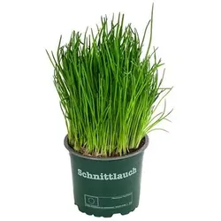 Schnittlauch, Grün