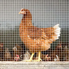 Karat Drahtgitter Verzinkt Maschenweite 6,3 mm Höhe 100 cm Länge 10 m Silber
