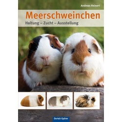 Meerschweinchen