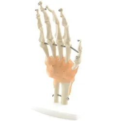 Hand-Skelettmodell mit Bandapparat Beweglich HeineScientific