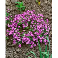 Pflanzen Für Dich Aethionema armenum 'Warley Rose' ca. 9x9