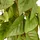 Creativ green Kunstbaum CREATIV GREEN "Philodendron scandens", grün, H:125cm, Obermaterial: 100% Kunststoff, Kunstpflanzen, in Pyramidenform