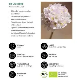 Dehner Bio Stauden-Set Großer Alpengarten, 24-teilig, Bunt