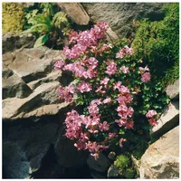 Pflanzen Für Dich Geranium dalmaticum, Balkan-Storchschnabel, rosa, ca. 9x9