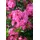 pflanzen-für-dich.de – Sommergrüne Azalee 'homebush' Rhododendron Lut.'homebush' C 5 30- 40