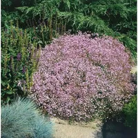 Pflanzen Für Dich Gypsophila repens 'Rosenschleier' Schleierkraut rosa, ca.