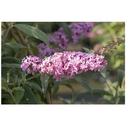 Buddleja davidii 'Fascination', Schmetterlingsflieder, 100–125 cm