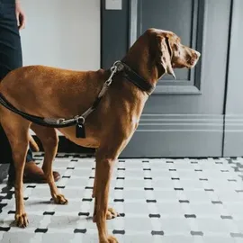 Hunter Verstellbare Führleine Round & Soft Hunting schwarz