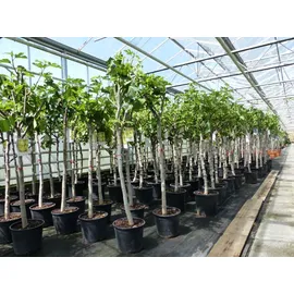 grünwaren Feigenbaum 150-180 cm Obstbaum winterhart kräftiger Stamm, Ficus Carica, Feige, Obst