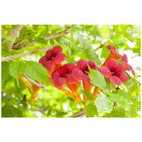 Pflanzen Für Dich Campsis radicans 'Flamenco', Trompetenblume, leuchtend rot,