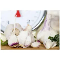 Pflanzen Für Dich Allium sativum var.sativum Knoblauch, ca. 9x9