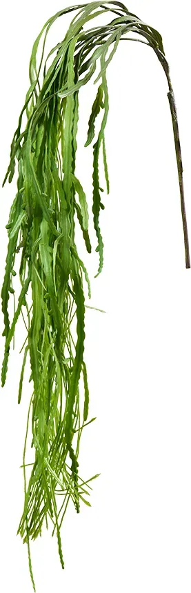 Rhipsalis Hänger D25L115cm grün
