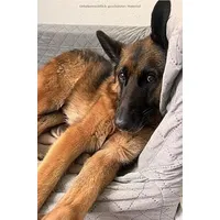 Epubli Der Schäferhund – ein Begleiter fürs Leben: